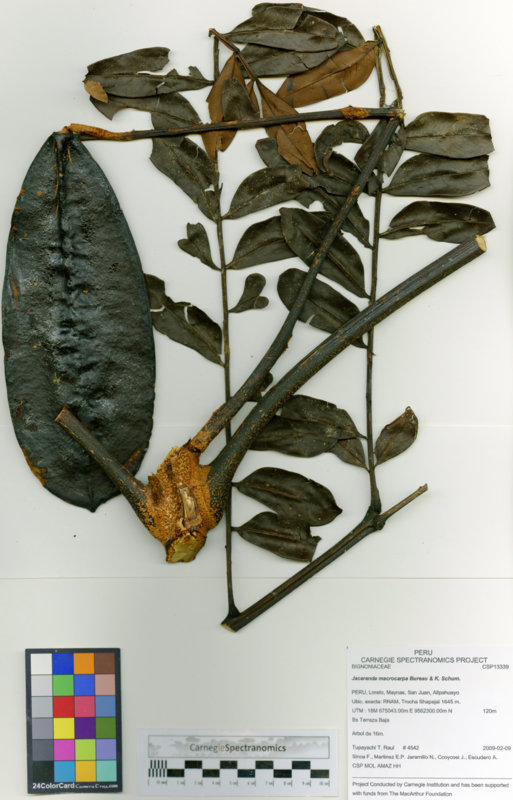 Jacaranda macrocarpa image