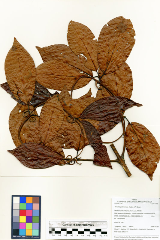 Uncaria guianensis image