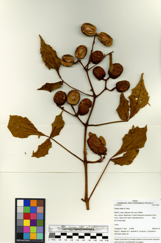 Cissus alata image