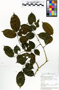 Image of Machaerium lanceolatum