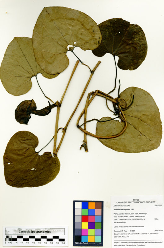 Aristolochia lingulata image