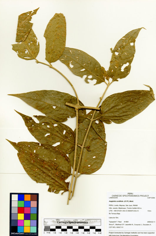 Aegiphila cordifolia image