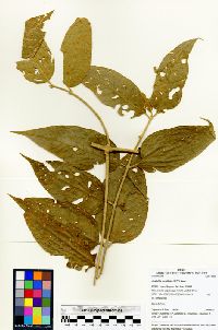 Image of Aegiphila cordifolia