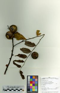 Diospyros pseudoxylopia image