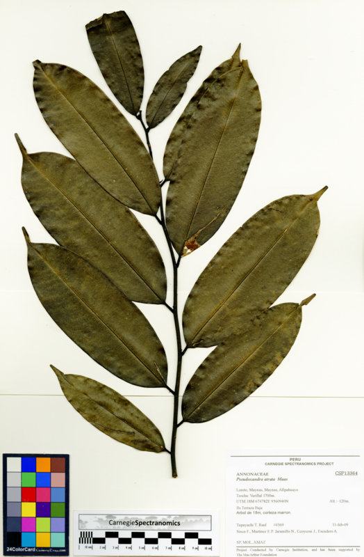 Pseudoxandra atrata image