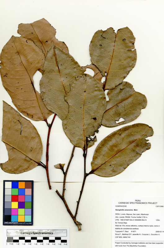 Schistostemon reticulatum image