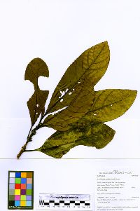 Kutchubaea semisericea image