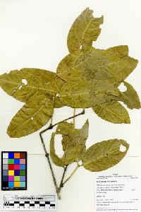Media resource of Mezia mariposa