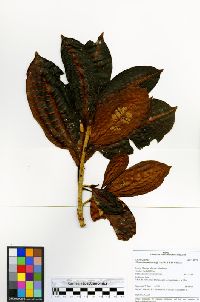 Image of Ficus cervantesiana