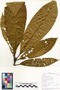 Kutchubaea sericantha image