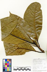 Image of Licaria macrophylla