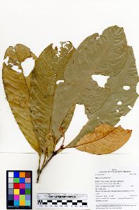 Quiina integrifolia image