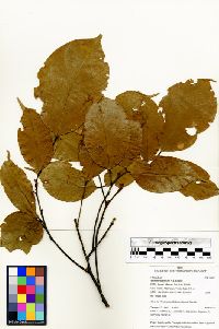 Image of Ormosia grandiflora