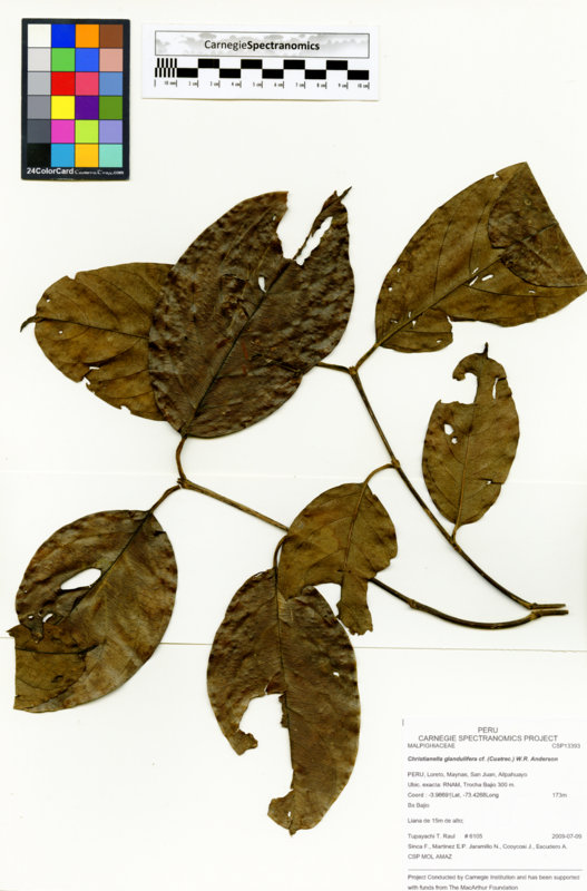 Christianella glandulifera image