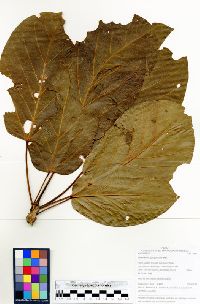 Cavanillesia hylogeiton image