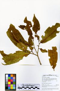 Ocotea aciphylla image