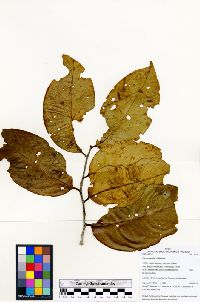 Image of Prunus detrita