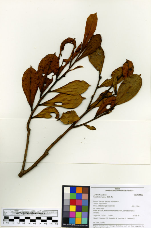 Guatteria decurrens image