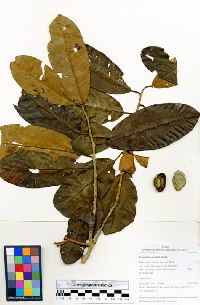 Media resource of Dicranostyles longifolia