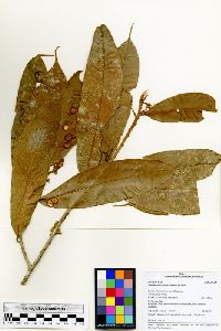 Naucleopsis glabra image