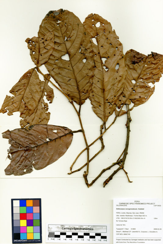 Doliocarpus novogranatensis image
