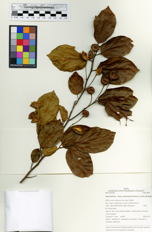 Mollia lepidota subsp. sphaerocarpa image