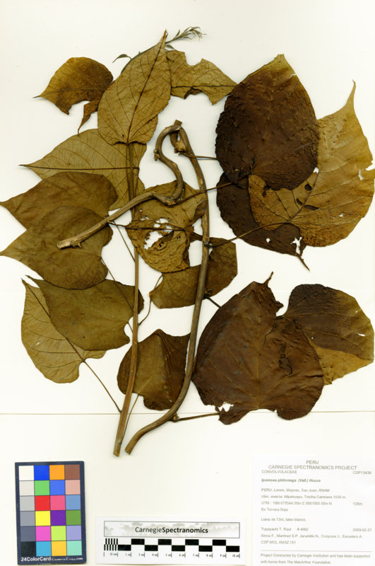 Ipomoea philomega image