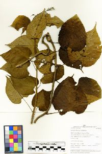 Ipomoea philomega image