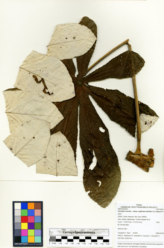 Cecropia engleriana image