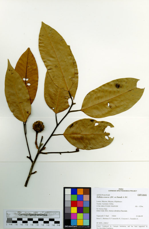 Rollinia exsucca image