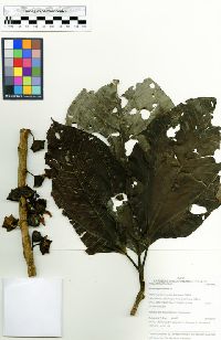 Media resource of Bellucia pentamera