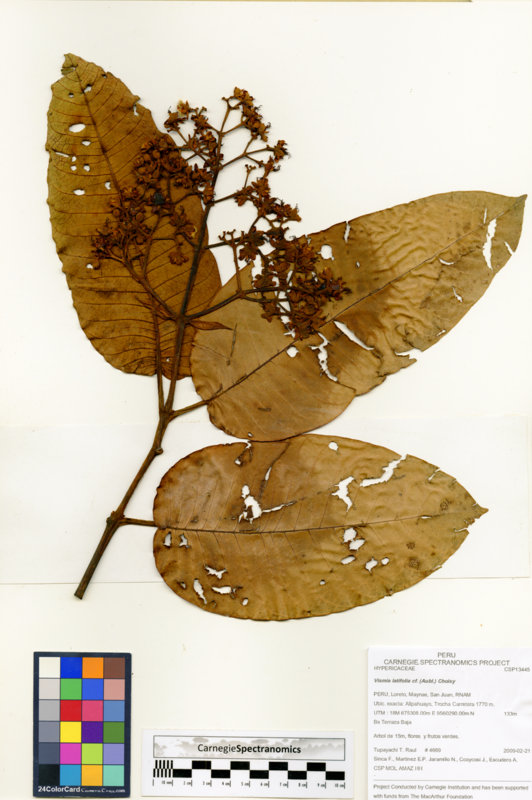 Vismia latifolia image