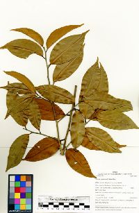 Ocotea cernua image