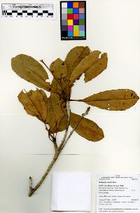 Image of Terminalia grandis