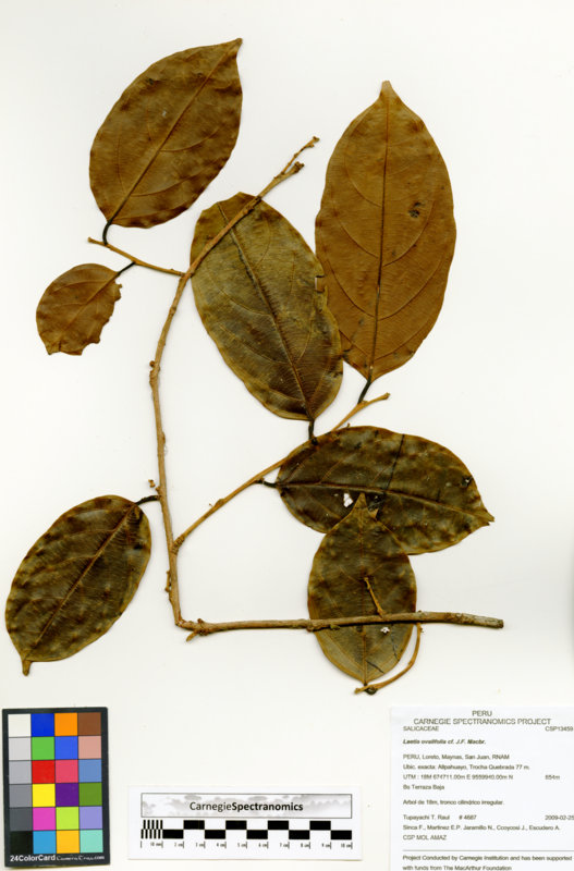 Irenodendron ovalifolium image