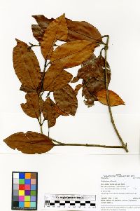 Ferdinandusa chlorantha image