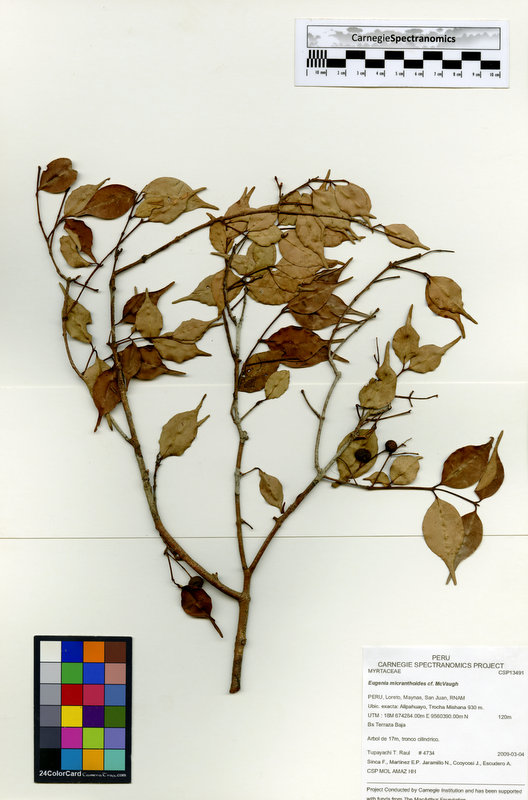 Eugenia micranthoides image