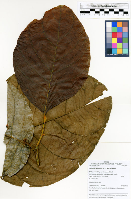 Coccoloba mollis image