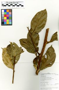 Image of Ocotea argyrophylla
