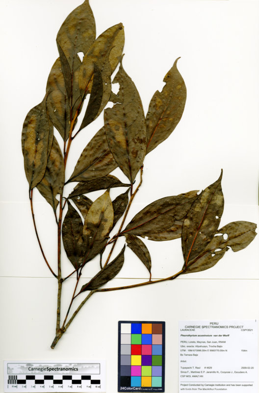 Pleurothyrium acuminatum image