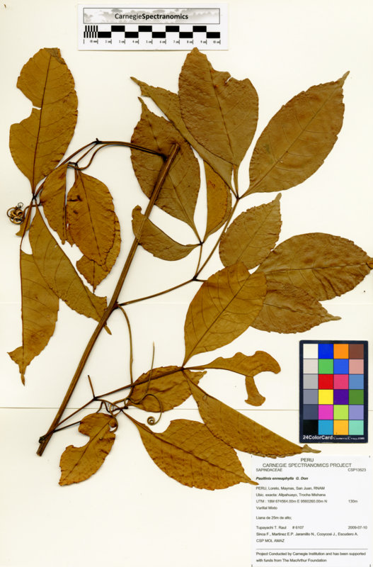 Paullinia enneaphylla image