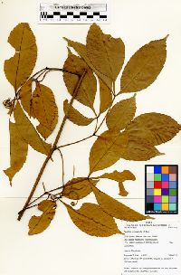 Image of Paullinia enneaphylla