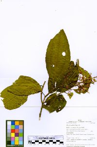 Miconia longifolia image