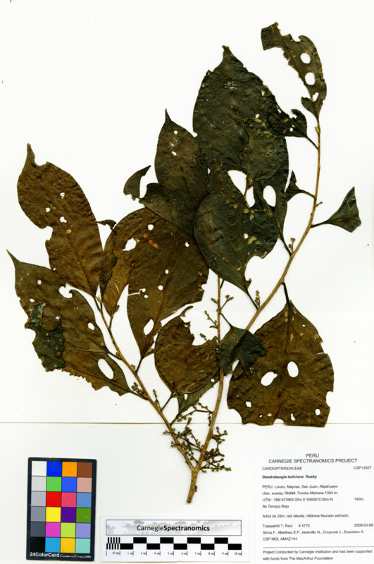 Dendrobangia boliviana image