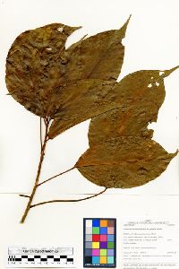 Dendropanax arboreus image