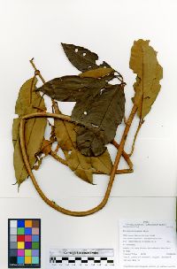 Dicranostyles longifolia image