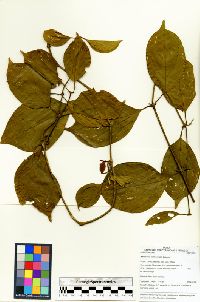 Image of Mendoncia pedunculata