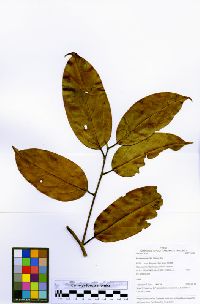 Ocotea aciphylla image