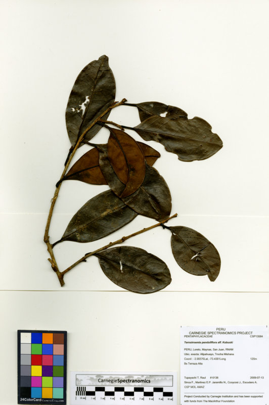 Ilex gabrielleana image