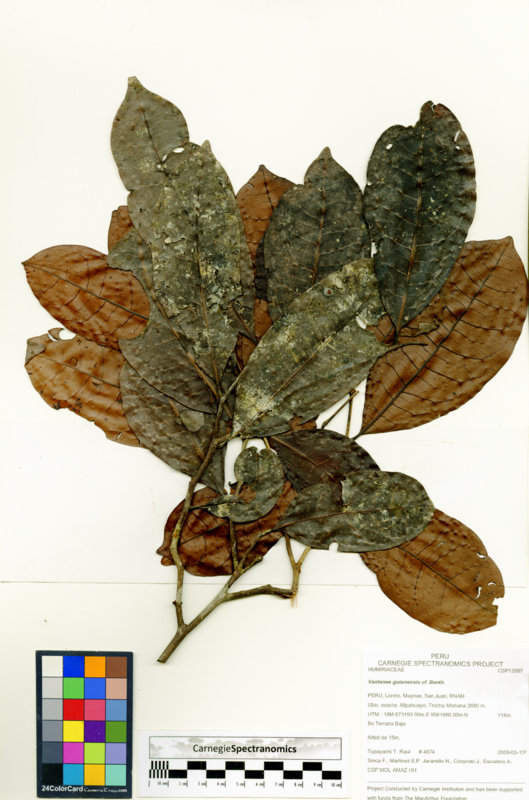 Vantanea guianensis image